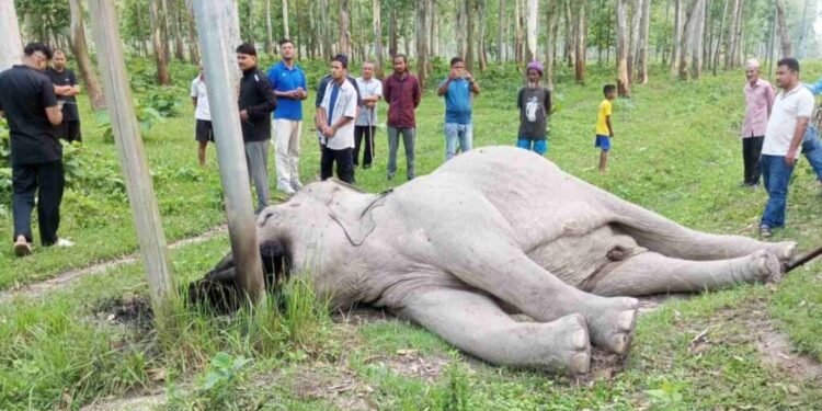 ‘करेन्ट’ लागेर जंगली हात्तीको मृत्यु