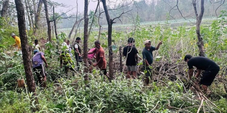 घोडाघोडी तालमा रहेको झार हटाइँदै