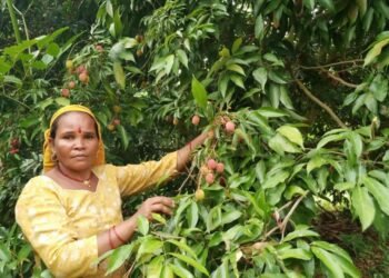 रामघाट सुर्खेतमा व्यावसायिक लिचीमा आकर्षण