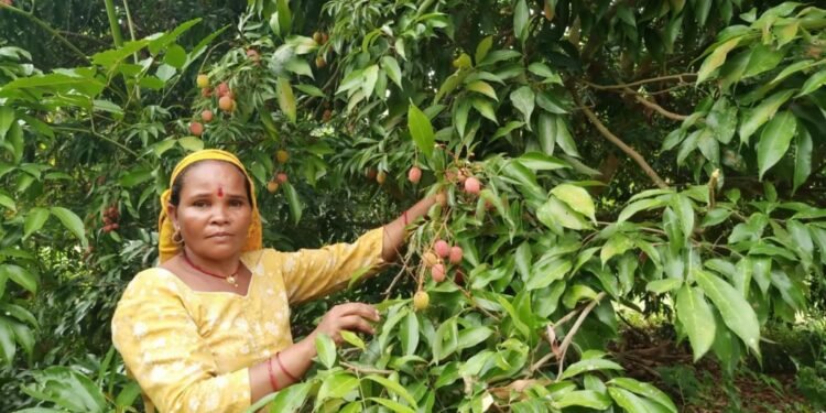 रामघाट सुर्खेतमा व्यावसायिक लिचीमा आकर्षण