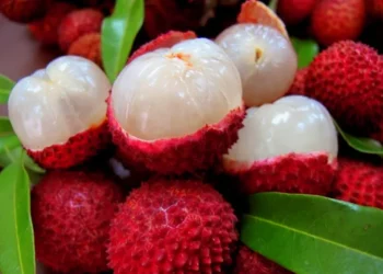 गर्मीमा लिची किन खाने? जान्नुहोस् यी ७ अद्भुत फाइदाहरू