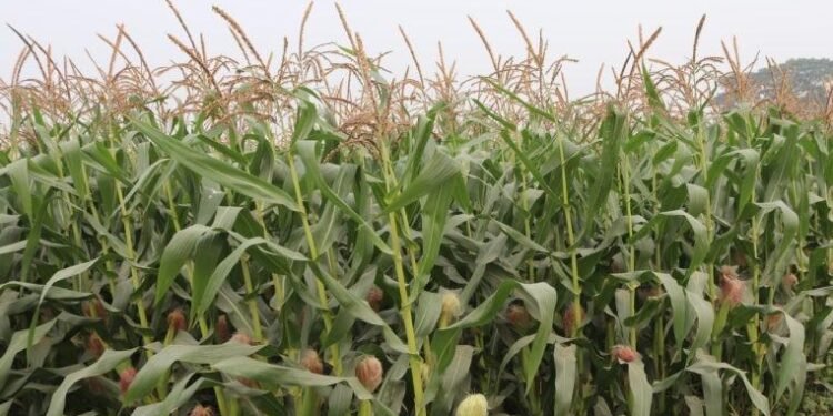 सुनसरीमा हिउँदे मकै उत्पादन वृद्धि