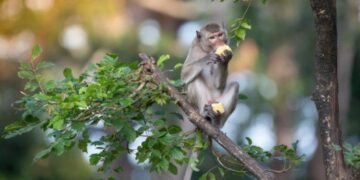 बाँदर नियन्त्रण गर्न सामुदायिक वनमा फलफूलखेती गरिने