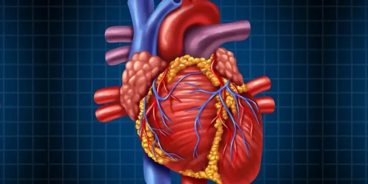 मुटु स्वस्थ राख्न चाहानुहुन्छ ? खानुहोस् यी खाने कुराहरू