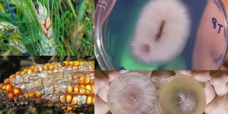 चीनले बनायो नयाँ भाइरस ‘फुसेरियम’, अमेरिकाले गर्‍यो खुलासा