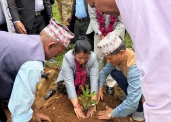 पर्वतमा पहिलोपटक एक सय ४० रोपनीमा जापानी कटुसखेती