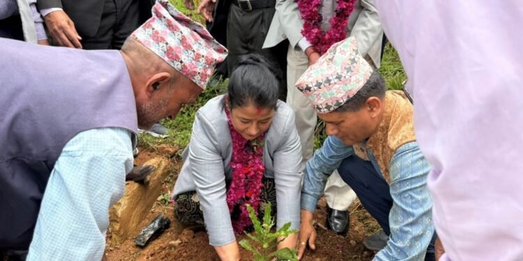 पर्वतमा पहिलोपटक एक सय ४० रोपनीमा जापानी कटुसखेती