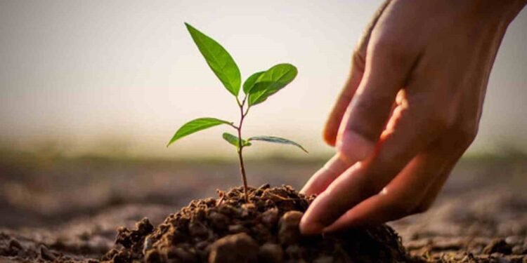 आज वृक्षरोपणको २० वर्षे महाअभियान सुरु गरिदै, ६० करोड बिरुवा रोपिने