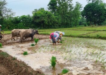 कञ्चनपुरमा ४८ प्रतिशत धान रोपाइँ
