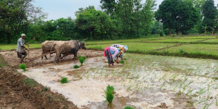 कञ्चनपुरमा ४८ प्रतिशत धान रोपाइँ