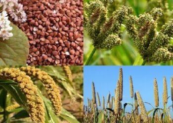 रैथाने धान लगाउने किसानलाई प्रतिमुरी एकहजार अनुदान