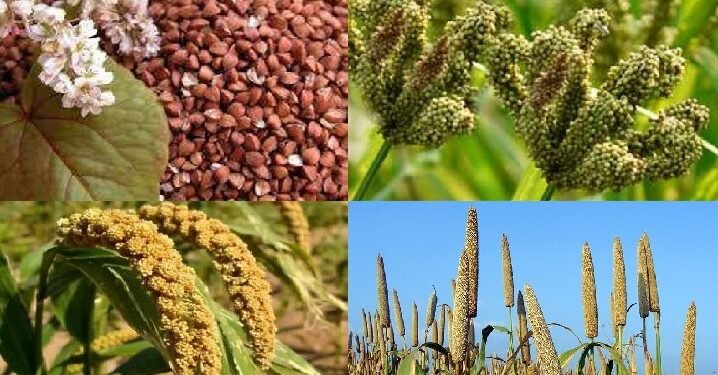 रैथाने धान लगाउने किसानलाई प्रतिमुरी एकहजार अनुदान