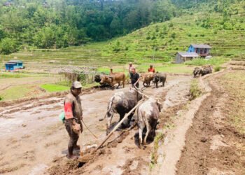 बिपी राजमार्ग पुनःनिर्माणको प्रक्रियामा, वर्षामा अवरुद्ध हुन नदिइने