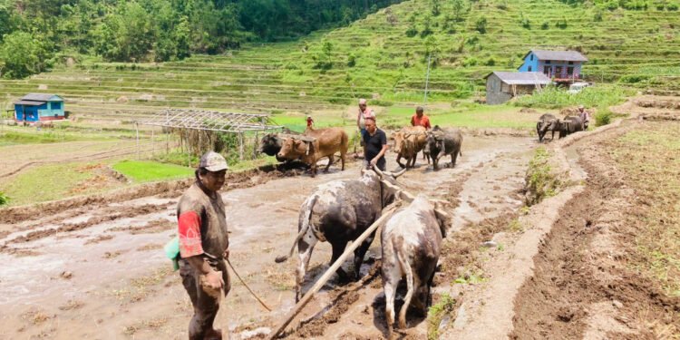 बिपी राजमार्ग पुनःनिर्माणको प्रक्रियामा, वर्षामा अवरुद्ध हुन नदिइने