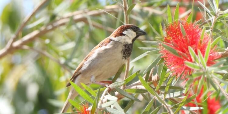 भँगेराको सङख्या बर्सेनि घट्दो