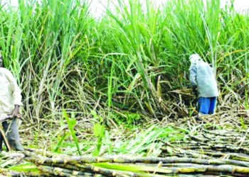 अनुदान उपलब्ध गराउन उखु किसानको माग