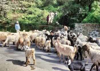 जुम्लामा भेडापालक किसानलाई गोठालो भत्ता