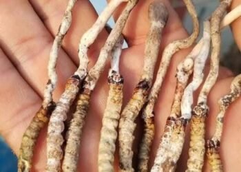 जलवायु परिवर्तनको प्रभाव : पाल्पाको रिमिघा लेकमा भेटिएको यार्सागुम्बा नै भएको पुष्टि
