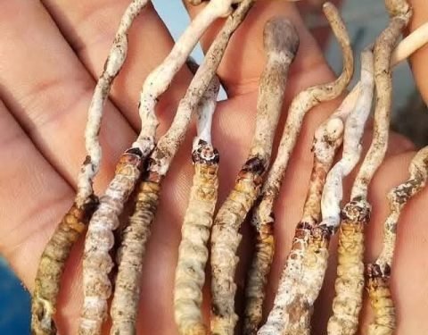 जलवायु परिवर्तनको प्रभाव : पाल्पाको रिमिघा लेकमा भेटिएको यार्सागुम्बा नै भएको पुष्टि