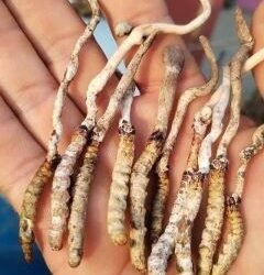 पाल्पाको रिमिघा लेकमा यार्सागुम्बा फेला