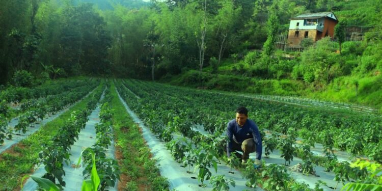 कोरियाबाट फर्केर कृषि पेशामा