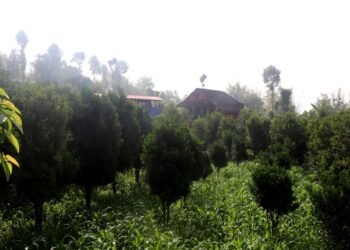व्यावसायिक सुन्तलाखेतीमा जुट्दै भोजपुर पालुवाका किसान