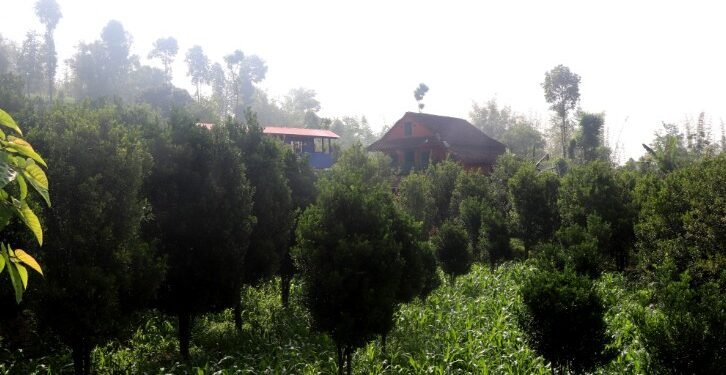 व्यावसायिक सुन्तलाखेतीमा जुट्दै भोजपुर पालुवाका किसान