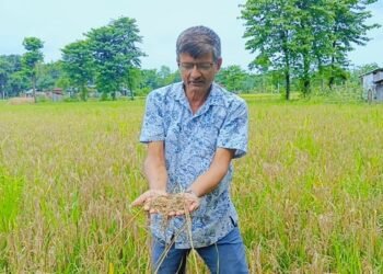‘नेक ब्लास्ट’ रोगले बोटमै सुक्यो धान