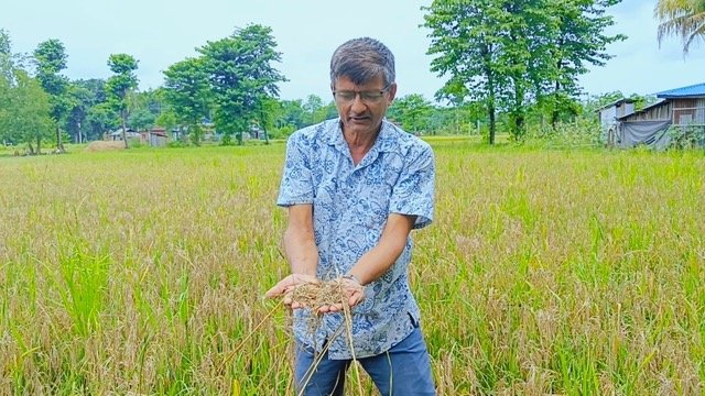 ‘नेक ब्लास्ट’ रोगले बोटमै सुक्यो धान