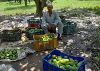 आँप बिक्रीबाट वार्षिक आठ लाख बचत