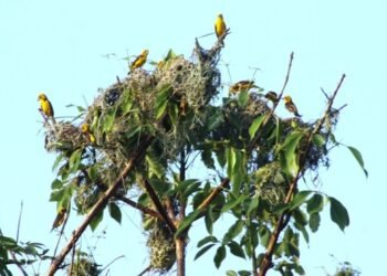 शुक्लाफाँटा राष्ट्रिय निकुञ्जमा दुर्लभ सुनौलो तोपचराको सङ्ख्या घट्यो