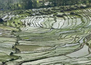 देशभर करिब ७२ प्रतिशत धान रोपाइँ सम्पन्न, सुदूरपश्चिममा ९७ प्रतिशत