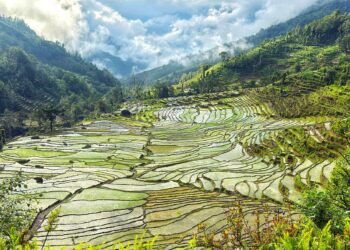 मनसुन समय अगावै भित्रिदा धान रोपाइँ बढ्यो, कुन प्रदेशमा कति ?