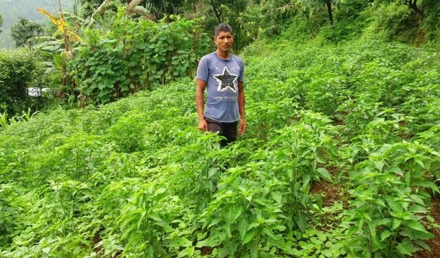 तरकारी र दूध बेचेर मासिक एक लाख आम्दानी