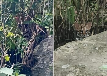 रसुवामा दुई बच्चासहित दुर्लभ चरी बाघ फेला