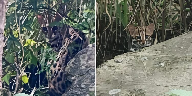 रसुवामा दुई बच्चासहित दुर्लभ चरी बाघ फेला