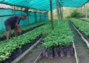 चालीस रोपनीमा गोलभेँडा फलाउँछन् कमल