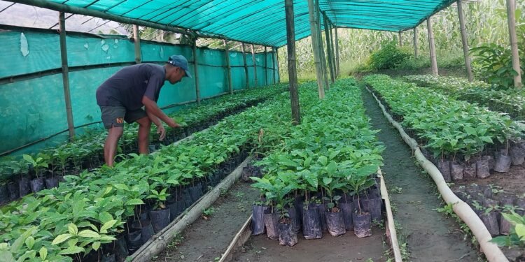 चालीस रोपनीमा गोलभेँडा फलाउँछन् कमल