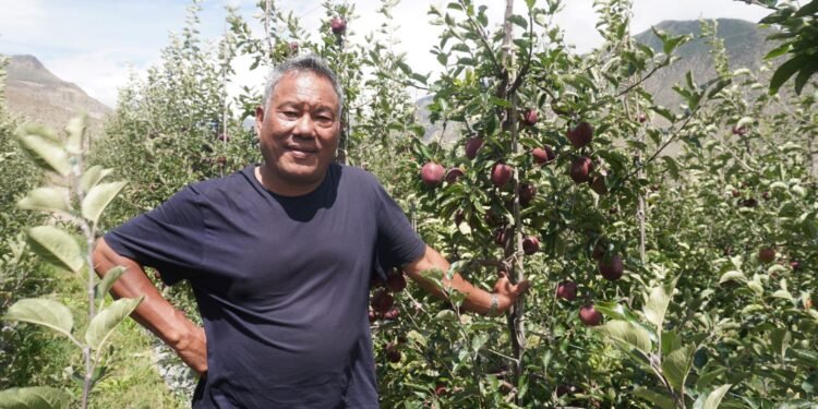 स्याउखेतीमा कर्म गुरुङको पाँच दशकको यात्रा