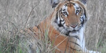 विश्व बाघ दिवसः नेपालमा बाघको सङ्ख्या ‘धान्ने क्षमता’ चार सय