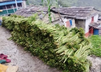 घरखर्च चलाउने आम्दानी बन्न थाल्यो निहुरो