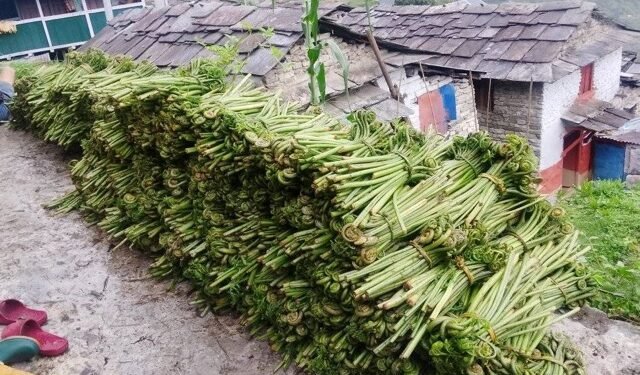 घरखर्च चलाउने आम्दानी बन्न थाल्यो निहुरो