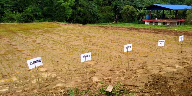 मूल बीउ उत्पादन गरिँदै