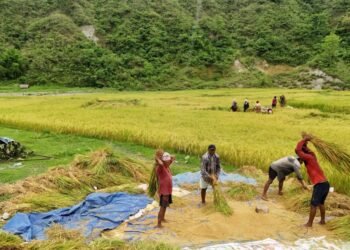 मनसुन प्रतिकूल बन्दा : धान उत्पादन घट्ने चिन्ता