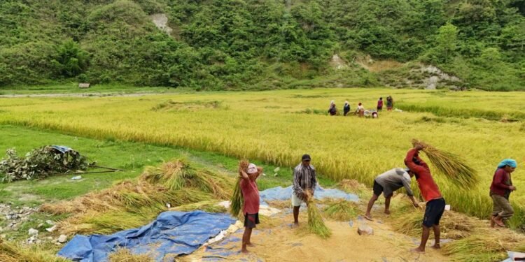 मनसुन प्रतिकूल बन्दा : धान उत्पादन घट्ने चिन्ता