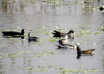 घोडाघोडीमा हरिहाँसको सङ्ख्या घट्यो