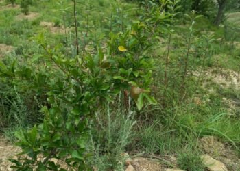 डडेल्धुरामा व्यावसायिक अनारखेतीबाट ५० लाख आम्दानी गर्ने लक्ष्य