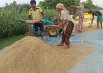 चैते धानको समर्थन मूल्य निर्धारण गर्न किसानको आग्रह