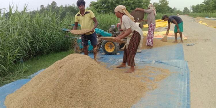 चैते धानको समर्थन मूल्य निर्धारण गर्न किसानको आग्रह