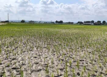 पानी नपर्दा सुक्यो धानको ब्याड